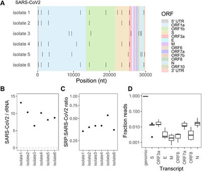 Profiling Selective Packaging of Host RNA and Viral RNA Modification in SARS-CoV-2 Viral Preparations